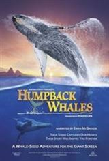 Humpback Whales 3D