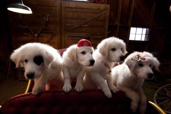 Santa Paws 2: The Santa Pups movie gallery Movie stills and pictures