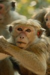 Monkey Kingdom - monkey around with these beautiful creatures
