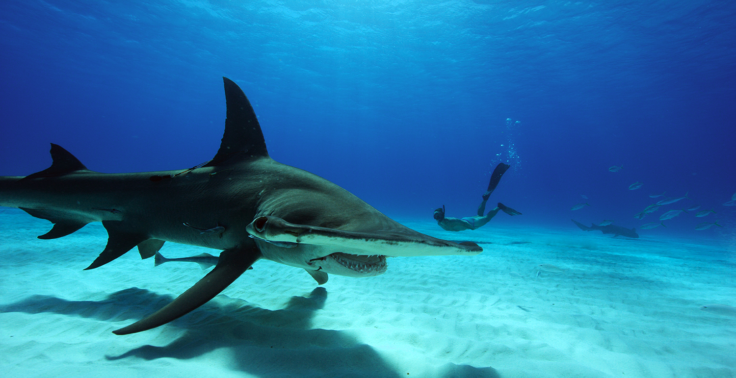 Bimini, Bahamas. Great hammerhead. « Celebrity Gossip and Movie News