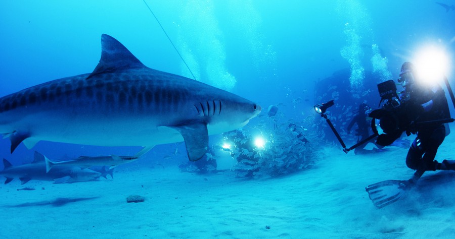 West Palm Beach, Florida. Tiger shark. « Celebrity Gossip and Movie News