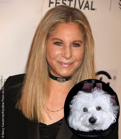 Barbra Streisand Faces Backlash Over Cloned Dog « Celebrity Gossip And ...