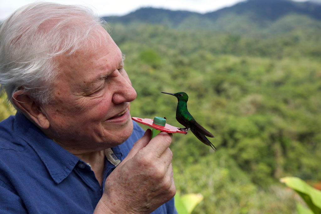 Life in Color with David Attenborough – April 22 « Celebrity Gossip and