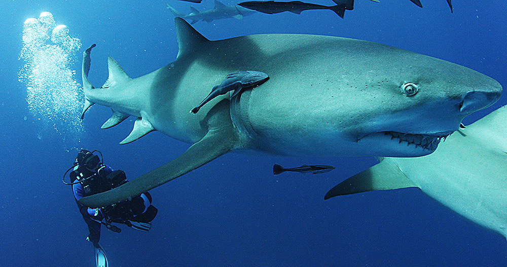 Must-see films to add to your list for Shark Awareness Day