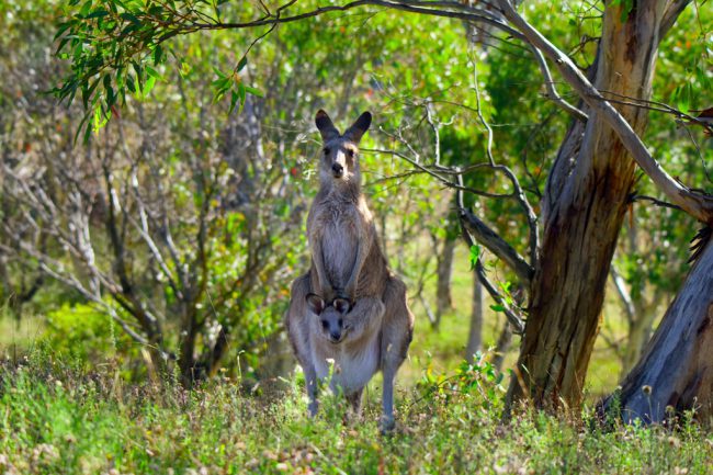In the Outback, a kangaroo joey named Mala faces famine, frosts and a pack of hungry dingoes as she endeavors to survive her incredible first year.